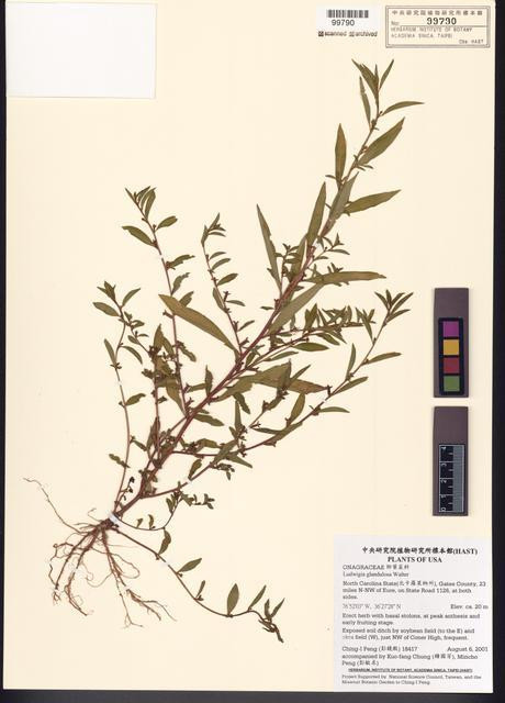 Ludwigia glandulosa Walter_標本_BRCM 7740