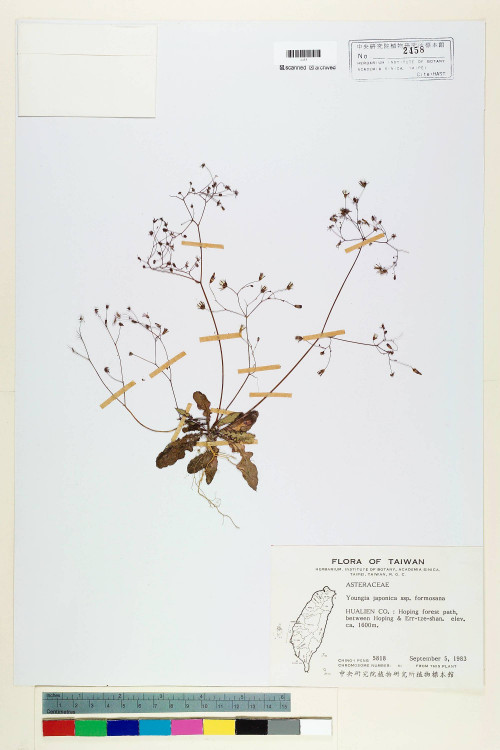 Youngia japonica (L.) DC. var. formosana (Hayata) Li_標本_BRCM 5480