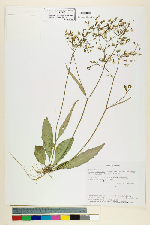 Ixeris laevigata (Blume) Schultz-Bip. ex Maxim var. oldhami (Maxim.) Kitam._標本_BRCM 6956