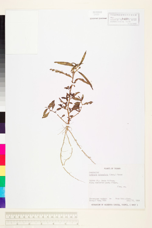 Ludwigia octovalvis (Jacq.) Raven_標本_BRCM 3594