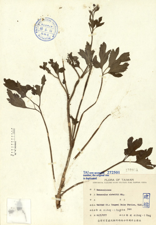 Ranunculus sieboldii Miq._標本_BRCM 4735