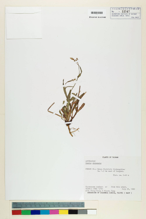 Ixeris chinensis (Thunb.) Nakai_標本_BRCM 7253
