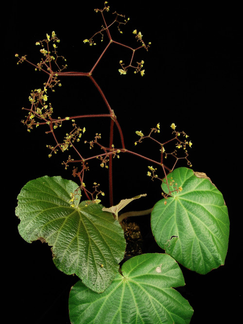 劉演秋海棠 (Begonia liuyanii C.I Peng, S.M.Ku & W.C.Leong)