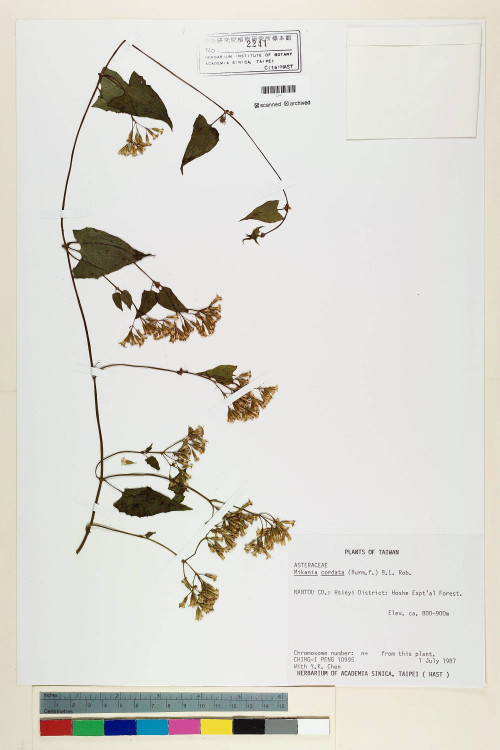 Mikania cordata (Burm. f.) B. L. Rob._標本_BRCM 7005
