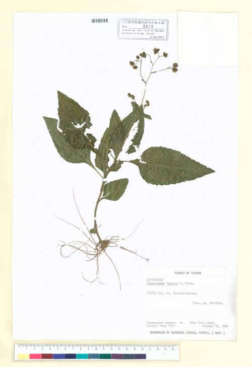 Adenostemma lavenia (L.) Kuntze_標本_BRCM 6618