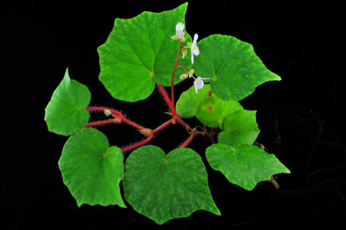 Begonia luzonensis Warb.
