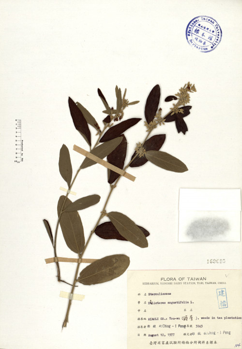 Helicteres angustifolia L._標本_BRCM 4111