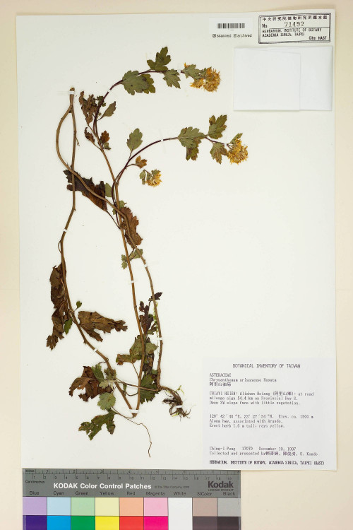 Chrysanthemum arisanense Hayata_標本_BRCM 7506