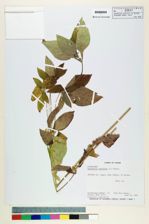 Synedrella nodiflora (L.) Gaertn._標本_BRCM 7246