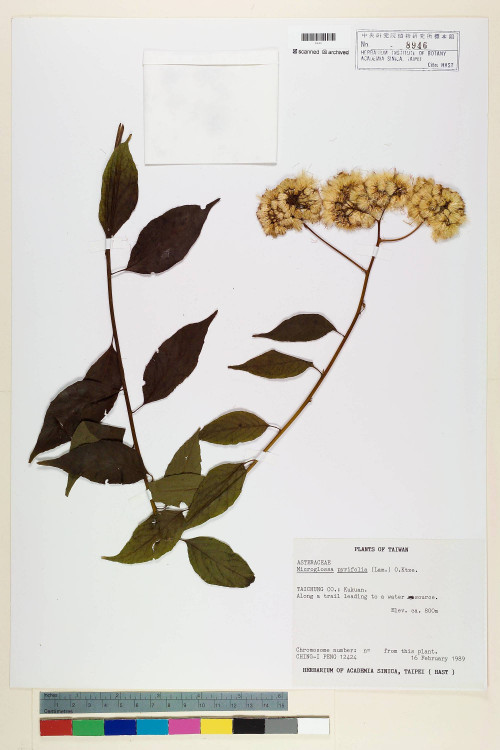 Microglossa pyrifolia (Lam.) Kuntze_標本_BRCM 7212