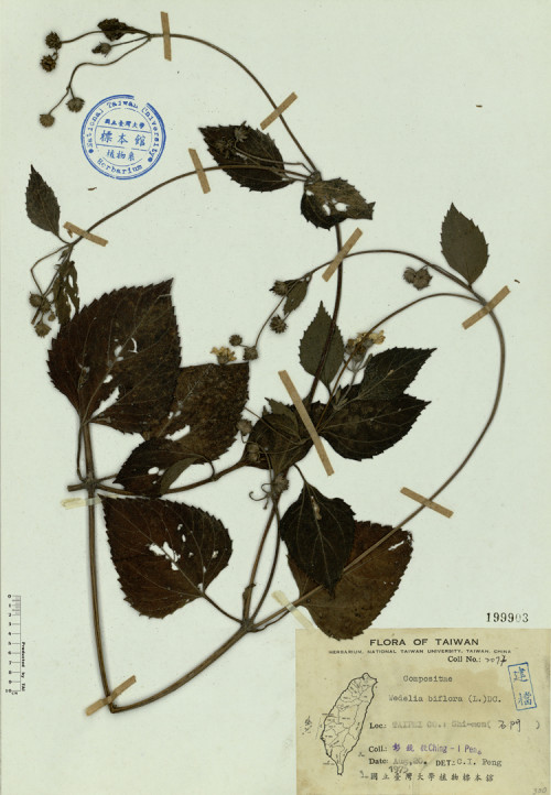 Wedelia biflora (L.) DC._標本_BRCM 4633