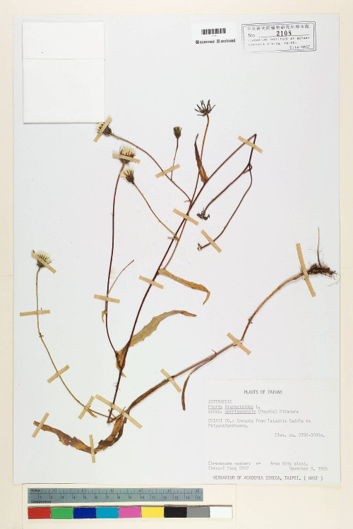 Picris hieracioides L. subsp. morrisonensis (Hayata) Kitam._標本_BRCM 6768