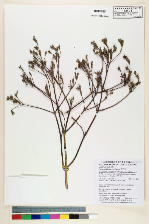 Flaveria bidentis (L.) Kuntze_標本_BRCM 5375