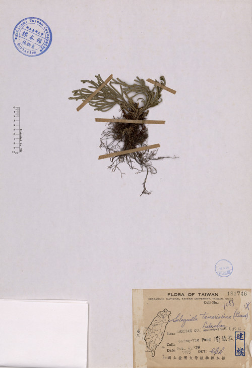 Selaginella tamariscina (Beauv.) Spr._標本_BRCM 4492
