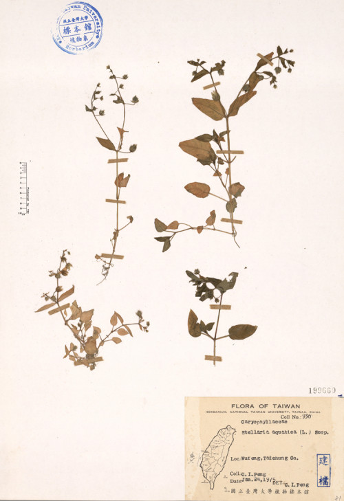 Stellaria aquatica (L.) Scop._標本_BRCM 4615