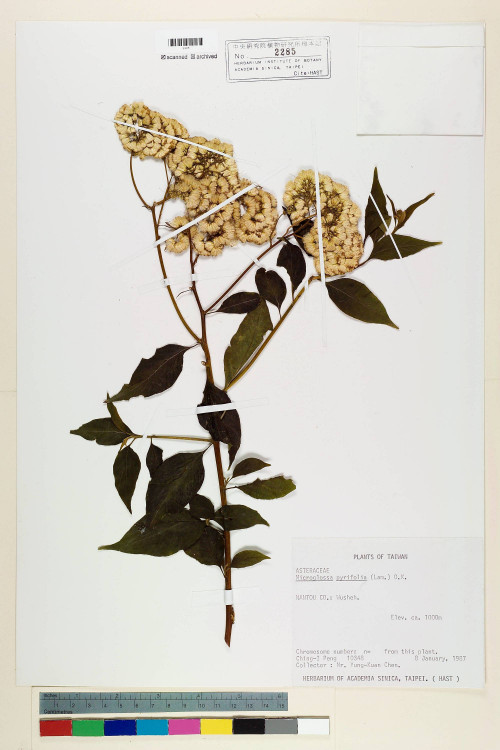 Microglossa pyrifolia (Lam.) Kuntze_標本_BRCM 6919