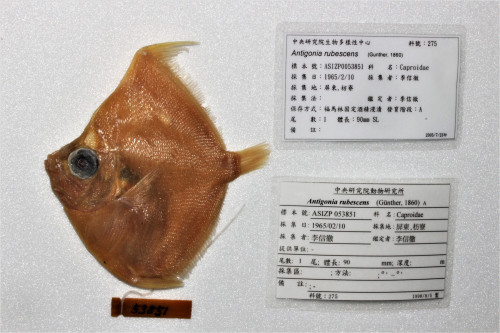 中央研究院生物多樣性研究博物館—經過長年保存後褪去原體色的魚類標本