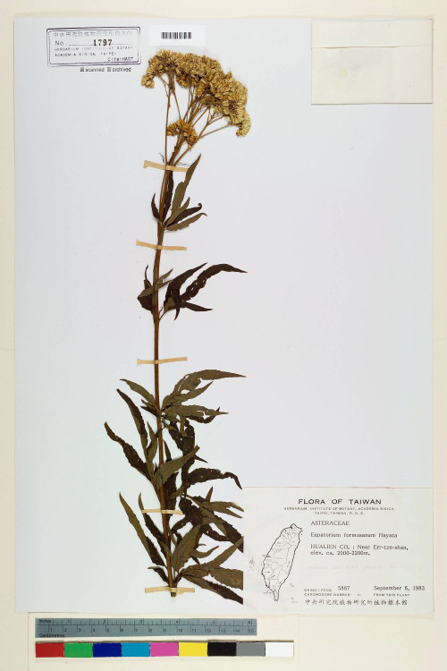 Eupatorium formosanum Hayata_標本_BRCM 5669
