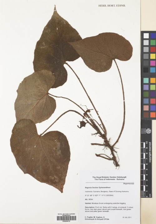 Begonia scottii標本_BRCM 8743