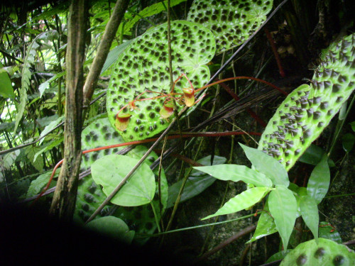 越南黑峰秋海棠 (Begonia melanobullata C.I Peng & C.W.Lin)