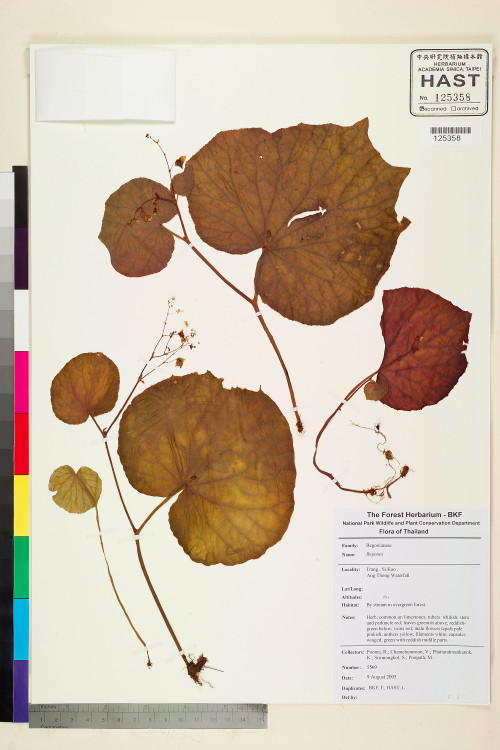 Begonia sinuata標本_BRCM 2444