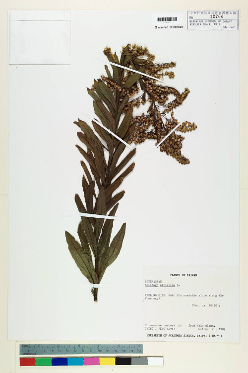 Solidago altissima L._標本_BRCM 7268