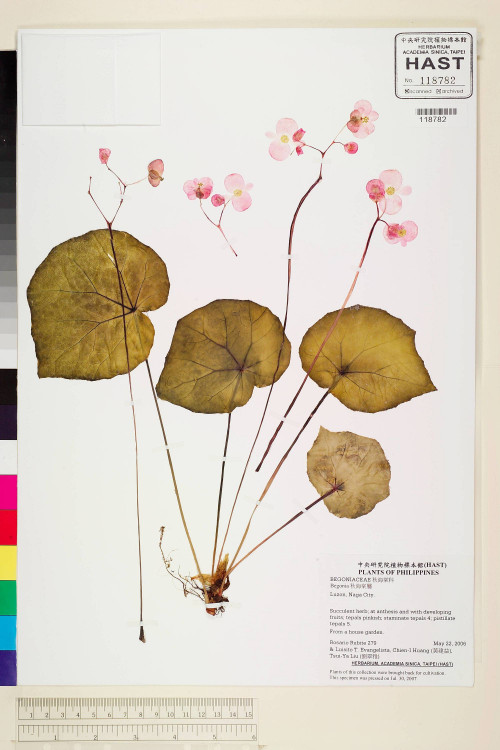 Begonia colorata標本_BRCM 2237