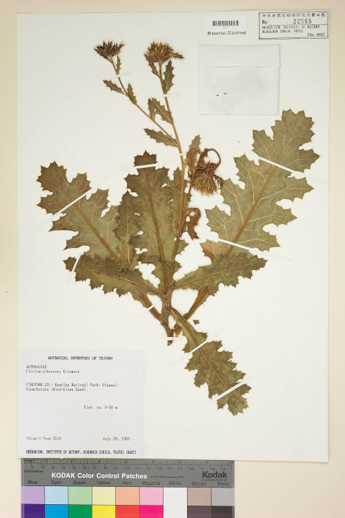 Cirsium albescens Kitam._標本_BRCM 5815