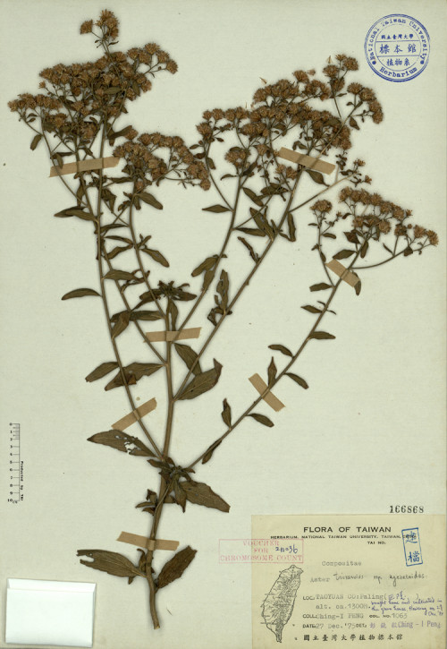 Aster trinervius ssp. ageratoides_標本_BRCM 3828