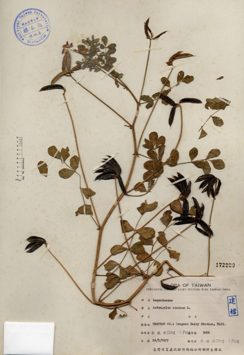 Astragalus sinicus L._標本_BRCM 4404