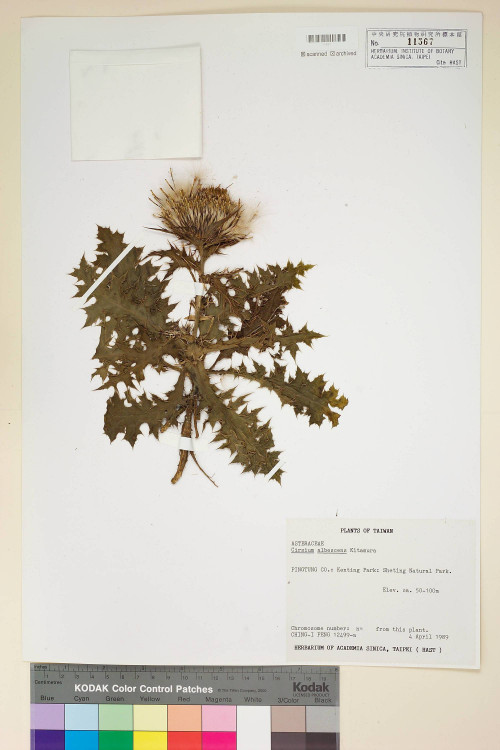 Cirsium albescens Kitam._標本_BRCM 5894