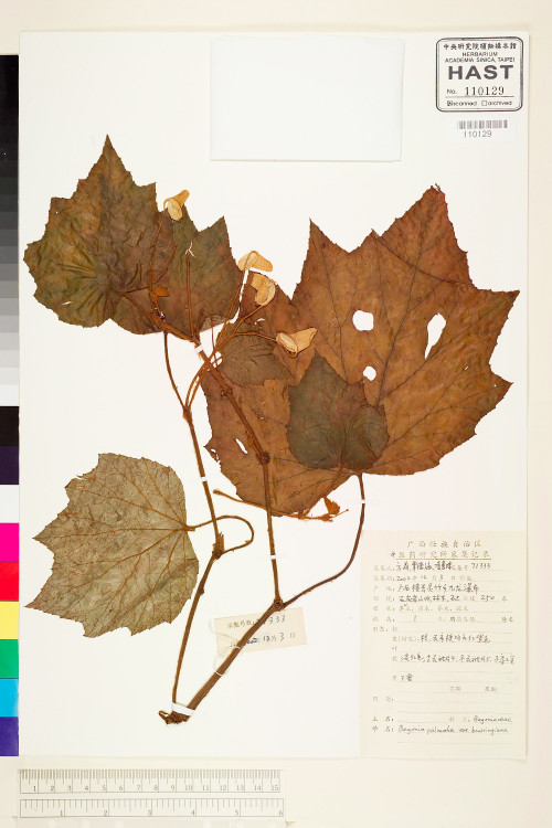 Begonia palmata標本_BRCM 1924