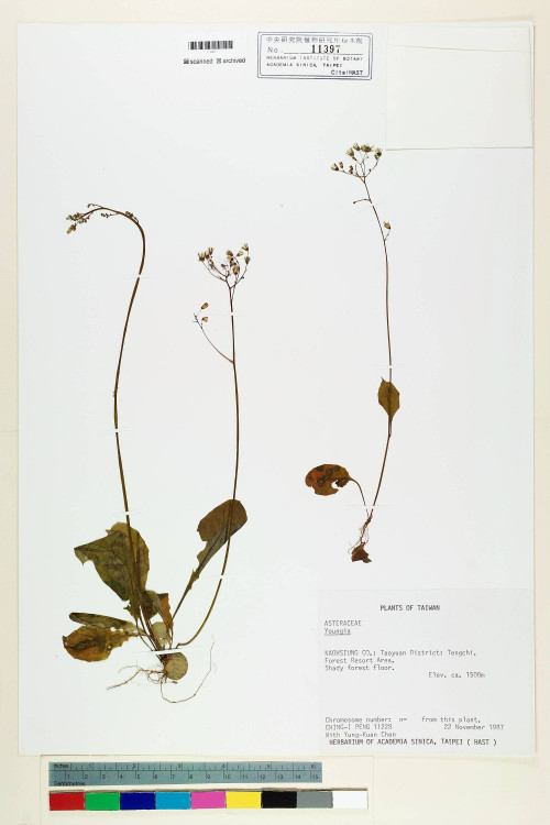 Youngia japonica (L.) DC._標本_BRCM 5499