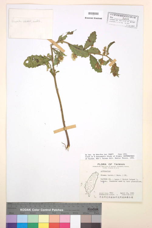 Blumea lacera (Burm. f.) DC._標本_BRCM 3780