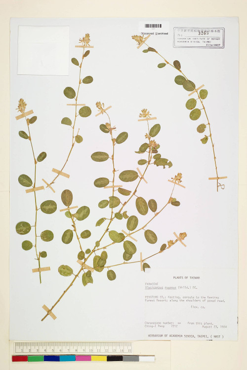 Alysicarpus rugosus (Willd.) DC._標本_BRCM 5987