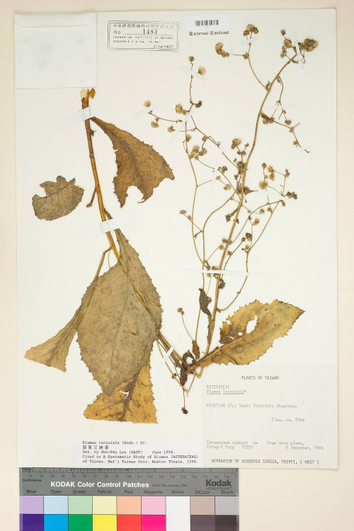 Blumea laciniata (Roxb.) DC._標本_BRCM 4833