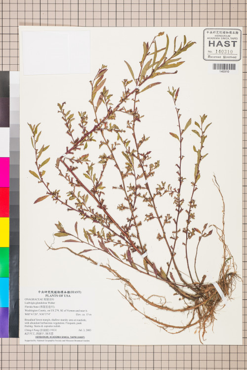Ludwigia glandulosa Walter_標本_BRCM 3481