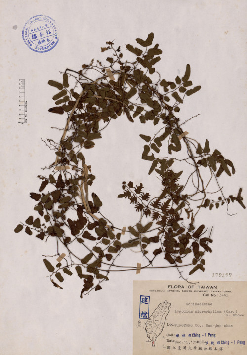 Lygodium microphyllum (Cav.) R. Brown_標本_BRCM 4250