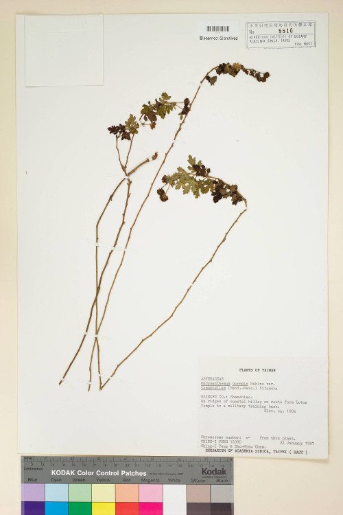 Chrysanthemum boreale Makino var. tomentellum (Hand.-Mazz.) Kitam._標本_BRCM 6929