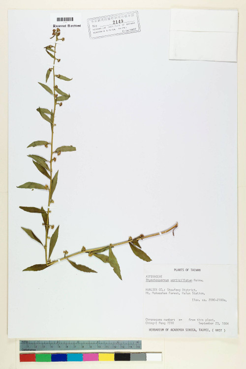 Rhynchospermum verticillatum Reinw._標本_BRCM 6609