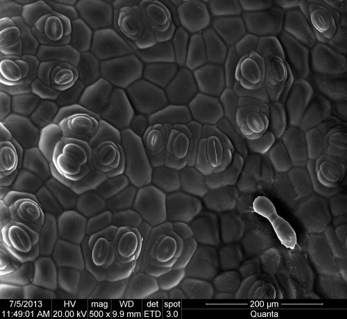 Begonia chingipengii–葉片與氣孔SEM顯微照相
