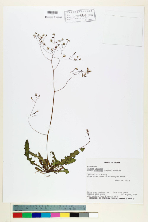 Youngia japonica (L.) DC. subsp. monticola Koh Nakam. & C.I Peng_標本_BRCM 5505