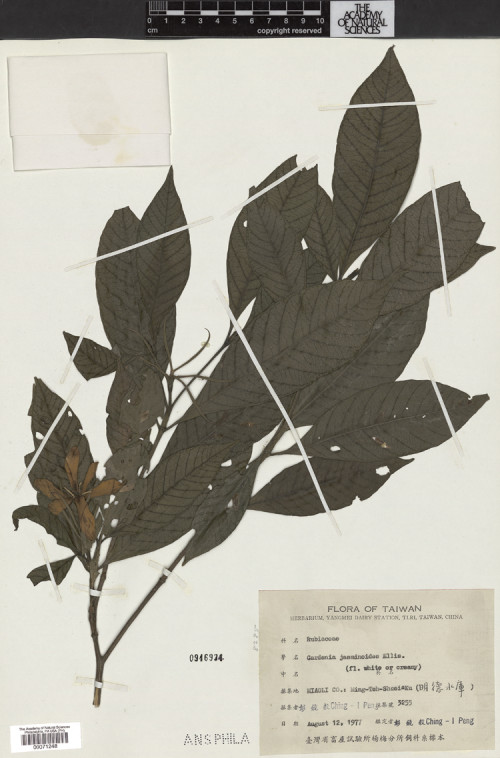 Gardenia jasminoides Ellis._標本_BRCM 4757