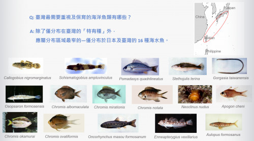 臺灣最需要重視及保育的海洋魚類有哪些？
