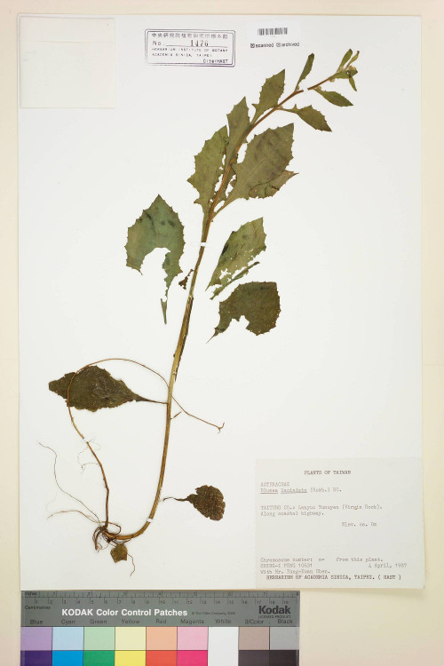 Blumea laciniata (Roxb.) DC._標本_BRCM 4861