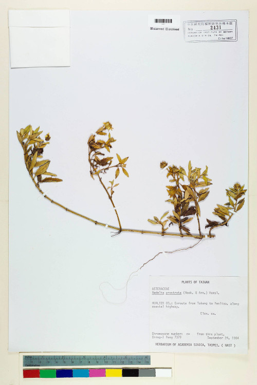 Wedelia prostrata (Hook. & Arn.) Hemsl._標本_BRCM 6613