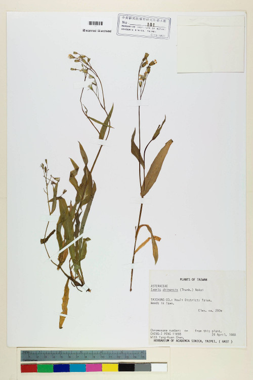 Ixeris chinensis (Thunb.) Nakai_標本_BRCM 7084