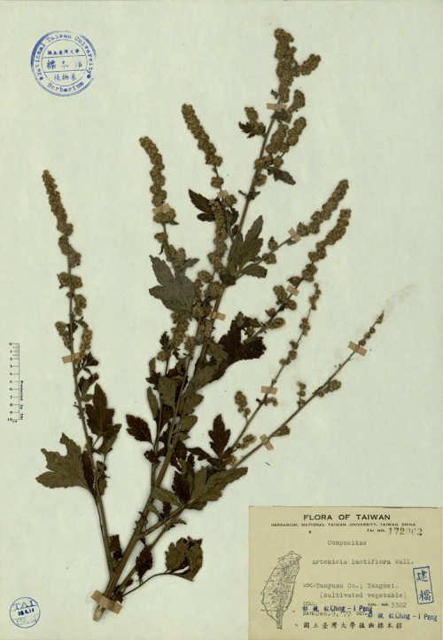 Artemisia lactiflora Wall._標本_BRCM 4223