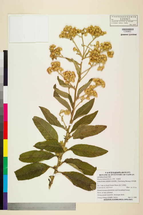 Blumea balsamifera (L.) DC._標本_BRCM 4965