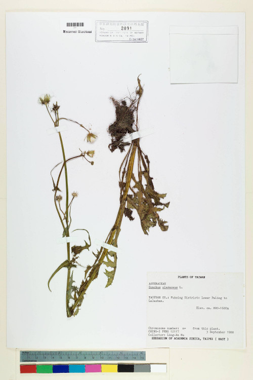 Sonchus oleraceus L._標本_BRCM 7168